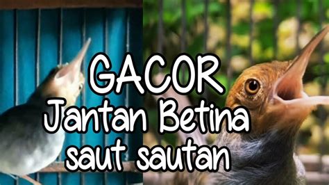 Prenjak Kepala Merah Gacor Betina Dan Jantan Saut Sautan Cocok Buat