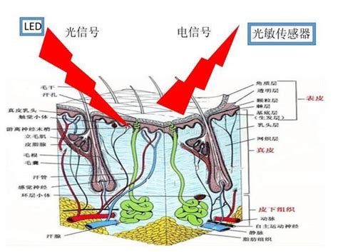 光电容积脉搏波描记法ppg Csdn博客