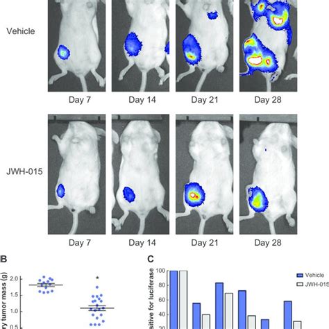 In Vivo Administration Of JWh 015 Attenuates Primary Mammary Tumor