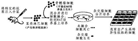 下图是单克隆抗体制备流程阶段示意图 1 技术是单克隆抗体技术的基础￥高考资源网 2根据培养基的用途分类图中hat培养基