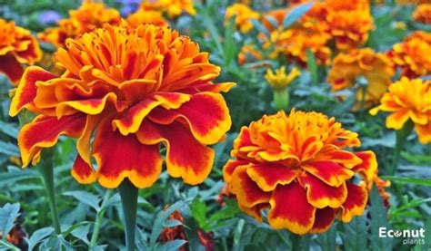 Marigolds Are They Annual Or Perennial