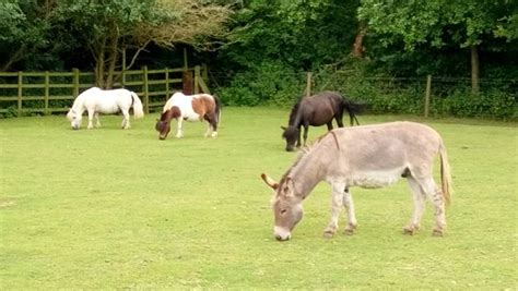 Gorse Hill City Farm Leicester England Top Tips Before You Go With Photos Tripadvisor