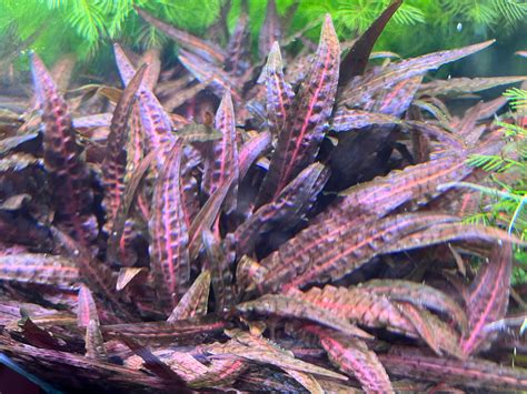 Cryptocoryne Jacobsenii Pink Rare Live Aquarium Plant Etsy Uk