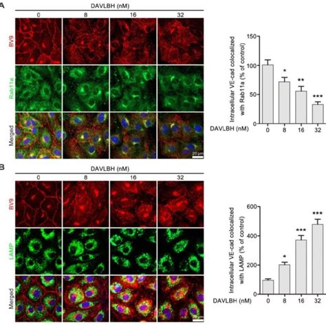 DAVLBH Mediated VE Cadherin Internalization Partly Depends On Src