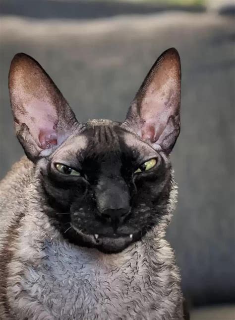 Have Yall Seen Pixel The Smiling Cornish Rex Rcats