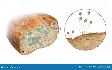 Estructura Y Fisiolog A Del Moho Del Pan Vector En Vecteezy