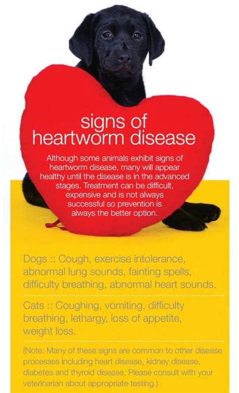 animals: Symptoms of Heartworm