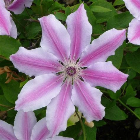 Clematis for Shade: The Best Shade Tolerant Varieties — Meadowlark Journal