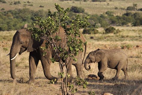 Developing diagnostics for a deadly elephant disease