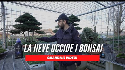 LA NEVE UCCIDE I BONSAI YouTube