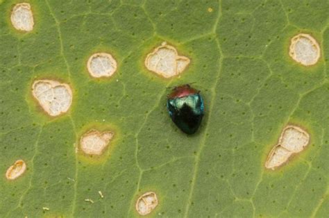 Leaf Beetles Subjects Nature Closeups