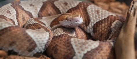 Copperhead Snakes Removal in Virginia | Snakes In My Yard In VA