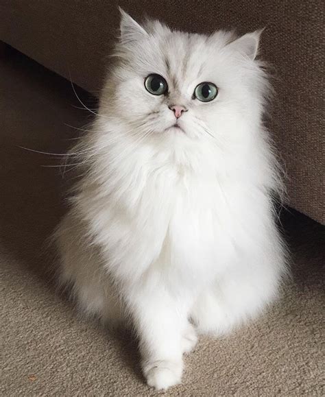 aww-so-pretty:Look this beautiful cat - Tumblr Pics