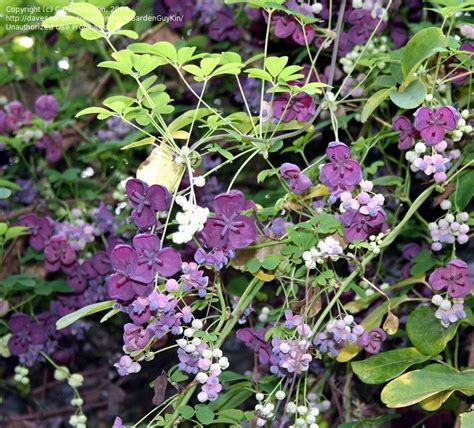 Plantfiles Pictures Chocolate Vine Five Leaf Akebia Raisin Vine