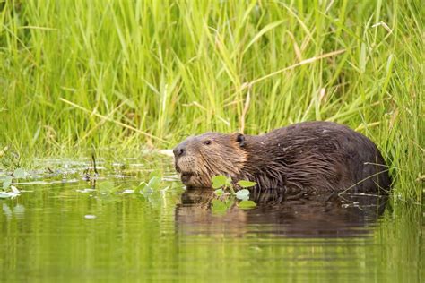 6 Familiar Faces Youll Find In Canadian Wetlands Cottage Life