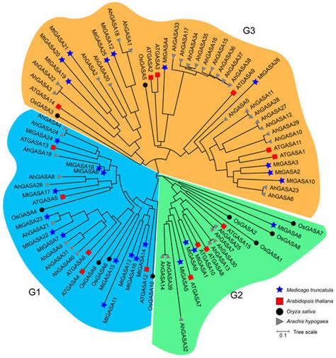 Plants Free Full Text Genome Wide Identification And Characterization Of The Gasa Gene