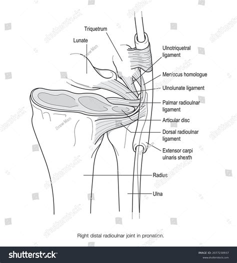 72 Radioulnar Joint Images, Stock Photos & Vectors | Shutterstock