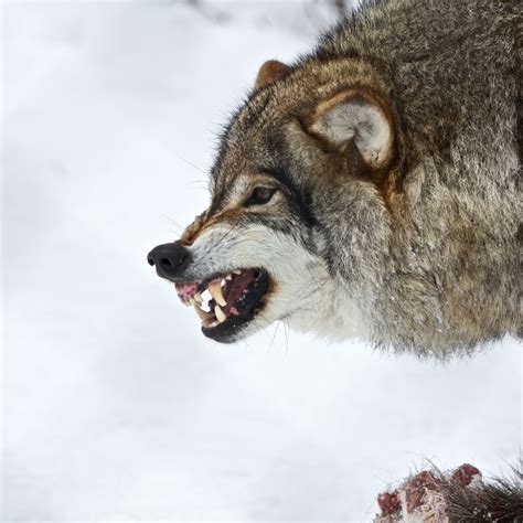 Snarl Side View Wolf Images Wolf Photos Nature Animals Animals And