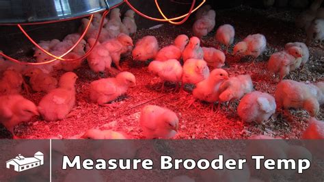 How To Measure Chicken Brooder Temperature AMA S7 E3 YouTube