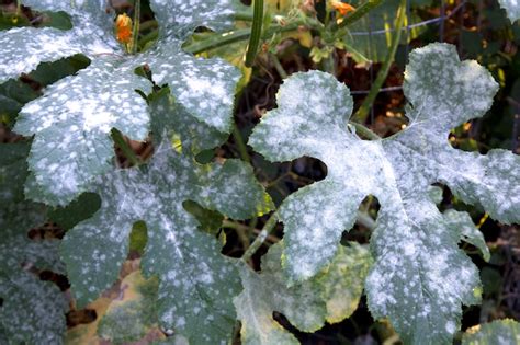 Powdery Mildew Garden Pests And Diseases Gardening Tips Thompson And Morgan