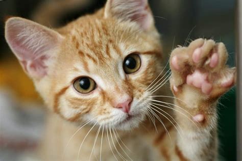 Dry Cat Paws Causes And Remedies