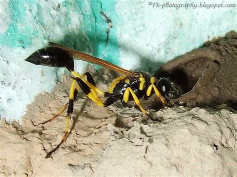 Mud Dauber Wasp | Nature, Cultural, and Travel Photography Blog