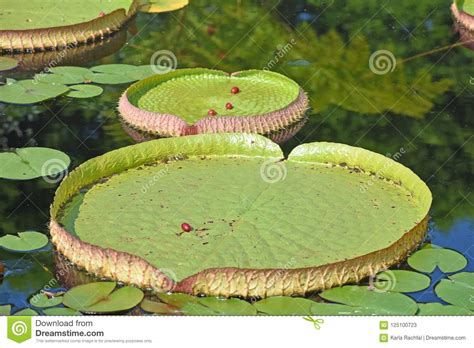 Huge green lily pads stock image. Image of spring, pond - 125100723
