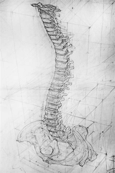 Various Drawings On The Human Skeleton Integrating Perspective Male