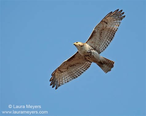 Birds Of Prey Archives Laura Meyers Photography