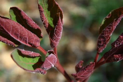 Paeonia Steveniana Geo F Winterspoon Flickr