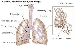 Lung Anatomy - Physiopedia