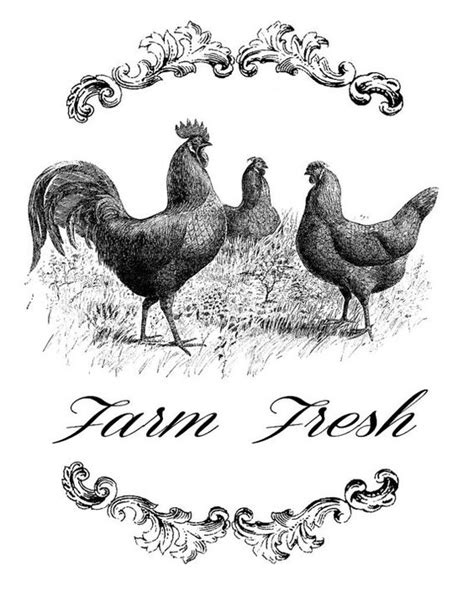 Farm Fresh Three Chickens Hen Rooster Transfer Download Instant Digital Printable Image