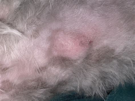 Dog Chest Lump at Annabelle Toomey blog