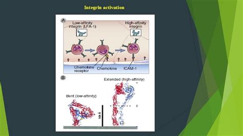 Chapter Leukocyte Circulation And Migration Into Tissues