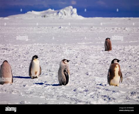 Kaiserpinguin Hi Res Stock Photography And Images Alamy