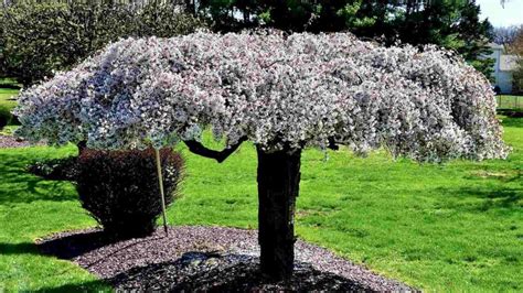 How to Plant, Grow, and Care for Weeping Cherry Tree | Planet Natural