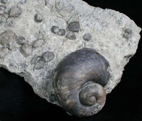 Gastropod & Brachiopod Fossils - Silurian (#5772) For Sale - FossilEra.com