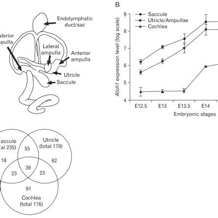 Atoh Expression Patterns During Inner Ear Development And The Numbers