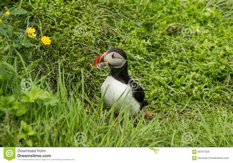 Puffin Bird Feeding on Fish Stock Image - Image of feeding, ocean: 58707429