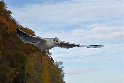 Mouette Rieuse Oiseau Ornithologie Photo Gratuite Sur Pixabay