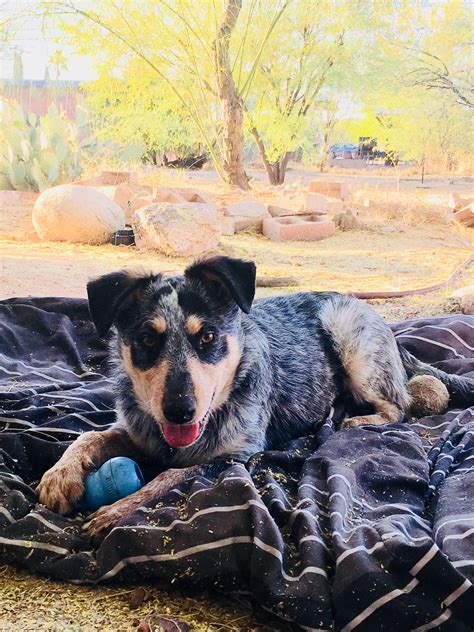 Woody Gruffrie 5 month old ACD mix ADOPTED - Arizona Cattle Dog Rescue
