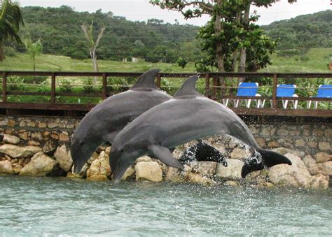 Dolphin Cove, Jamaica: Dolphin Cove Negril