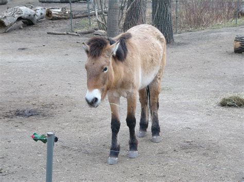 The Online Zoo Horse