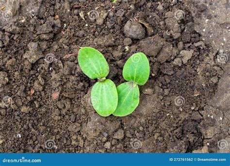 Los Primeros Brotes De Zucchini En El Suelo De La Cama Cultivar