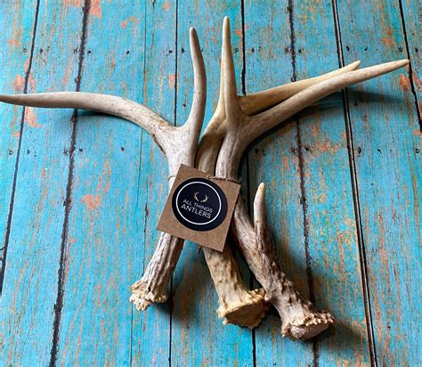 3 Pack Extra Small Deer Antler Craft Grade Deer Antler Whole Etsy