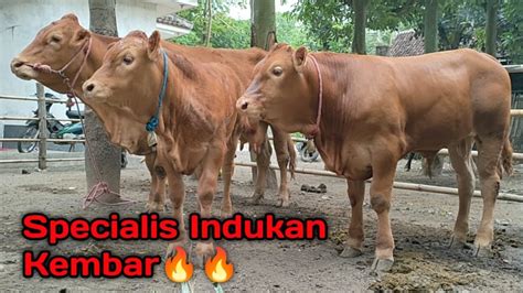 Indukan Sapi Limusin Specialis Kembar YouTube