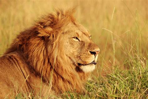 Best Male Lion Names With Meanings And Ai Generator