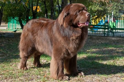 500 Best Newfoundland Dog Names (2022 Updated) - Dog Dispatch