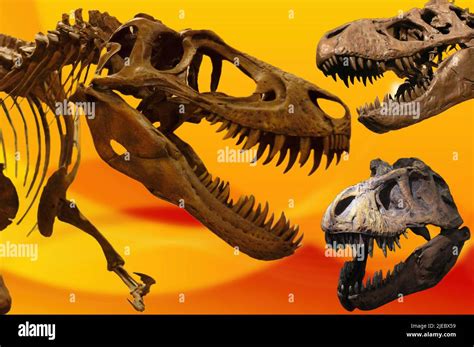 Dinosaur fossil - Tyrannosaurus Rex Stock Photo - Alamy