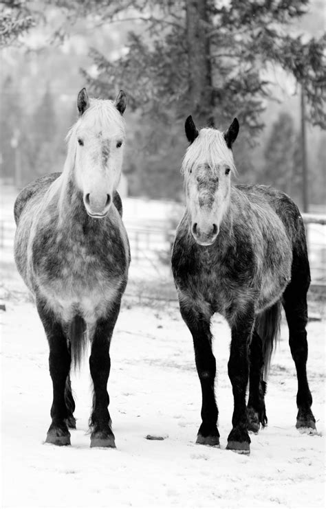 Dark Dapple Grey Horses in the snow. Waylon and Willie. A great ...